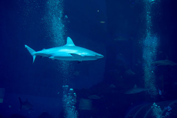 Blurry photo of a Sandbar Silvertip Sharks in a blue water aquarium