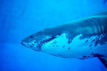 Naklejka premium Blurry photo of a Tiger Shark in a blue aquarium. Big teeth of a Tiger Shark