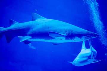 Blurry photo of a Tiger Shark in a blue aquarium. Big teeth of a Tiger Shark
