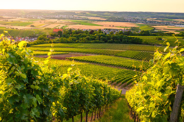 Fototapeta na wymiar Beautiful vineyard in Germany in city Cleebronn