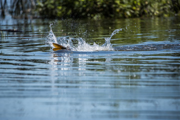 Carp Spawning and Splashing in Shallow Water