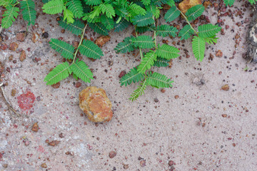 small green leaf on dirt ground.