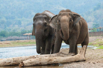 Fototapeta na wymiar Thai elephant,The elephant animal is a symbol of the country Thailand.