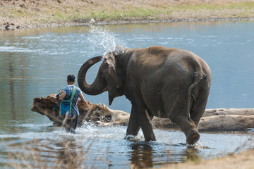 Thai elephant,The elephant animal is a symbol of the country Thailand.