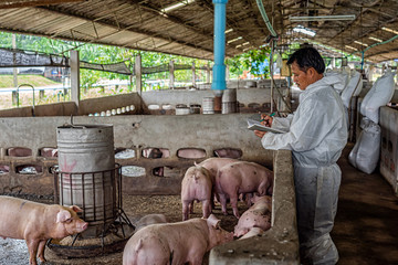 Asian veterinarian working and checking the pig in hog farms, animal and pigs farm industry
