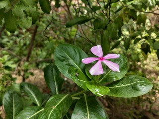 flower in the garden
