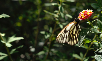 butterfly on flower