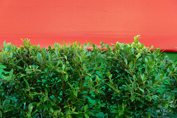 Green leaf with red color background