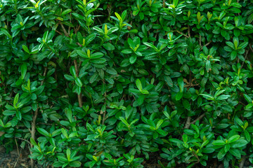 Fototapeta na wymiar Green nature leaf texture background