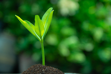 Young green leaves are sprouting, growth up, Business growth concept.