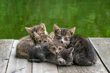 Multi-colored kittens sit on wooden planks on the shore of a pond on a summer day.