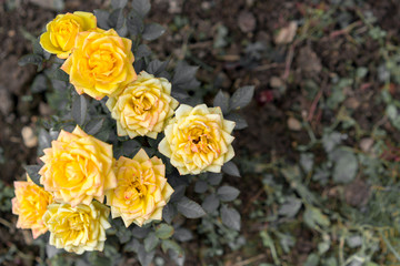 Yellow beautiful roses, close up