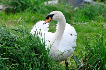 Obraz premium Swan Male (Cob)