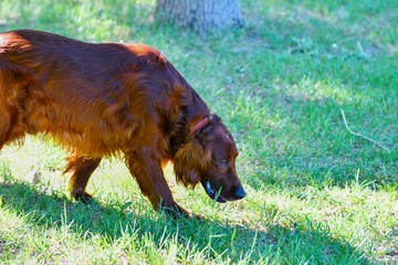 Dog breed Irish Red setter