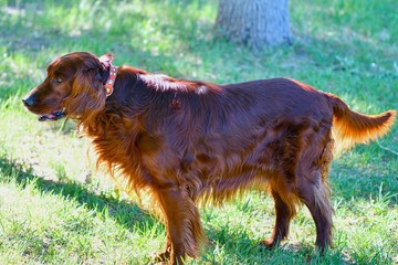 Dog breed Irish Red setter