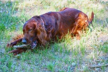 Dog breed Irish Red setter