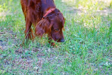 Dog breed Irish Red setter