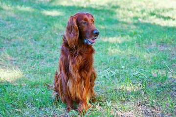 Dog breed Irish Red setter