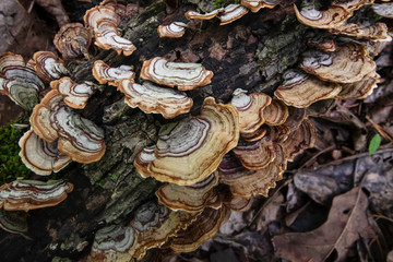 Turkey tail fungus on a log