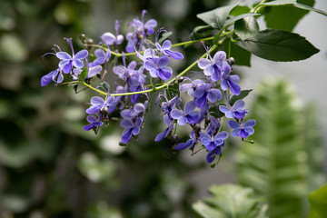 Blue Butterfly Bush flower or Blue Glorybower, Blue Wings Its Latin name is Clerodendrum Ugandense Syn Rotheca Myricoides , native to Uganda and Zimbabwe.