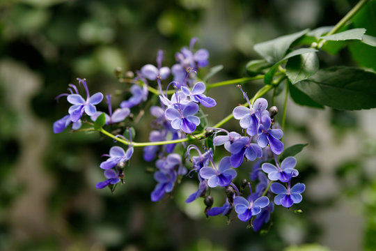 Blue Butterfly Bush flower or Blue Glorybower, Blue Wings Its Latin name is Clerodendrum Ugandense Syn Rotheca Myricoides , native to Uganda and Zimbabwe.