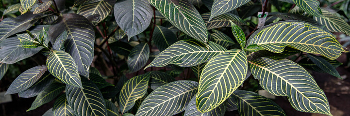 Close up of green leaves with yellow venation of Sanchezia Plant Sanchezia parvibracteata