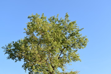 GREEN COLOR LEAVES AND THE BLUE SKY