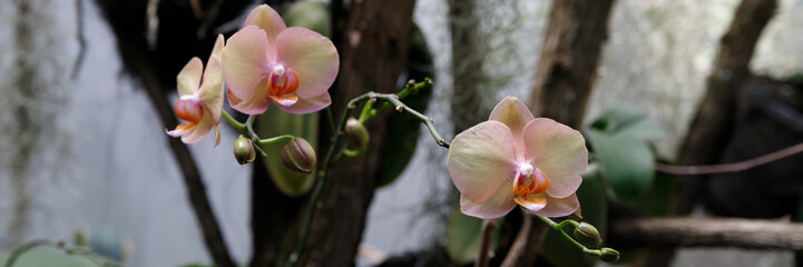 Orchid flower in garden at winter or spring day for postcard beauty and agriculture idea concept design. Phalaenopsis orchid.