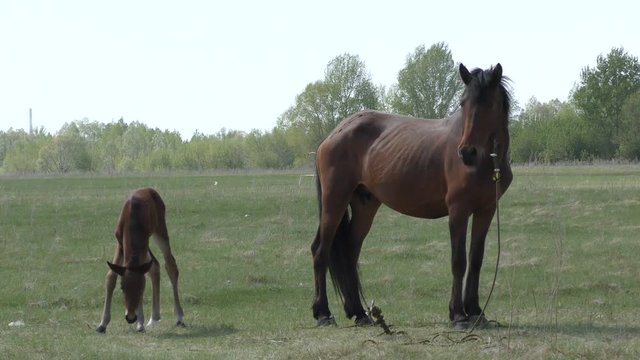 Horse with foal grazing in a meadow in spring.