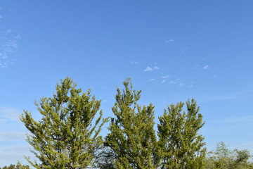 THREE GREEN COLORED TREES AND THE GREEN SKY