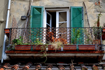 Fototapeta na wymiar View of a Dog Sitting on A Balcony With Window on a Quiet Street in The Tuscan Town of Siena