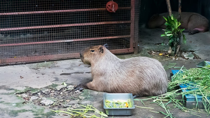 The giant brown capybara