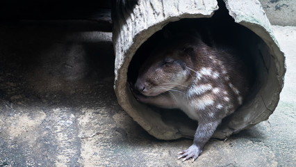 cuniculus spotted Paca