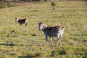 Fototapeta premium zebra in field