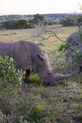 Fototapeta premium South African Rhino