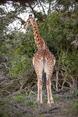 Giraffe feeding