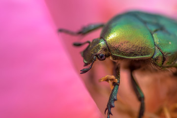 Allphotokz Beetle 20160601 0073 D810
