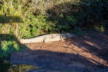 crocodile on the river bank