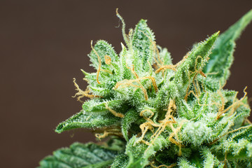Marijuana bud close up. Macro trichomes cannabis. Indica flower. CBD THC in Pot. Fresh green weed...