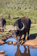 Obraz premium South African Water Buffalo