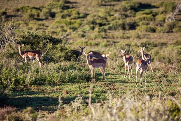 South African antelope 