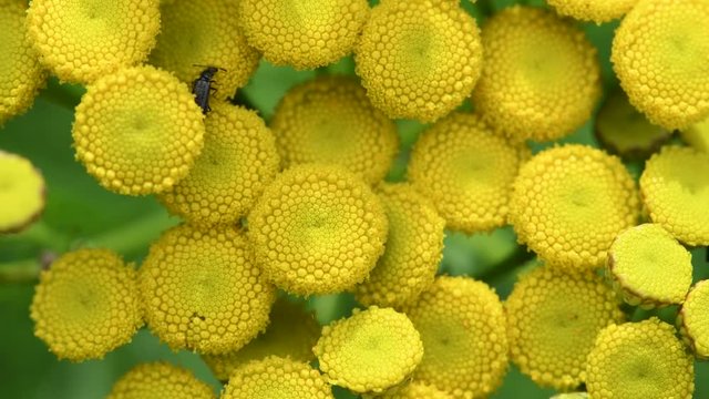 Natural background of common tansy (Tanacetum vulgare L) softly waving with the spring wind and a bug is walking on it