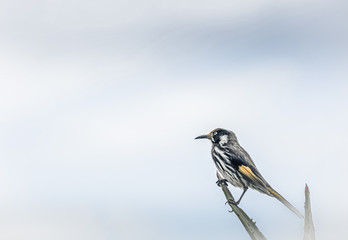 Australischer Vogel Weißaugen-Honigfresser