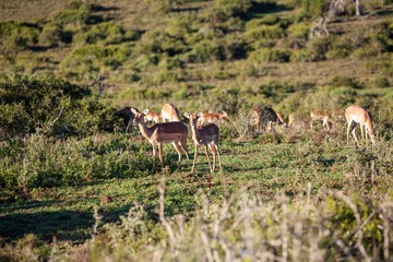 South African antelope 