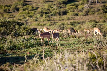 South African antelope 