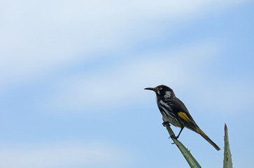 Australischer Vogel Weißaugen-Honigfresser