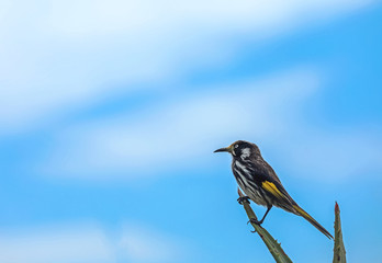 Australischer Vogel Weißaugen-Honigfresser