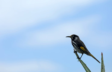 Australischer Vogel Weißaugen-Honigfresser