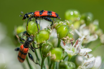 Allphotokz Beetle 20160808 1330 D810