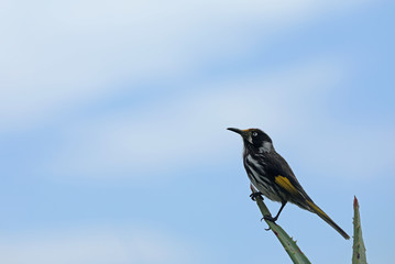 Australischer Vogel Weißaugen-Honigfresser